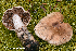  (Cortinarius sp - MQ23-HRL3973)  @11 [ ] copyright © (2022) Renee Lebeuf Unspecified
