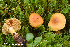  (Cortinarius infucatus - MQ23-HRL3981)  @11 [ ] copyright © (2022) Renee Lebeuf Unspecified