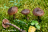  (Cortinarius glandicolor - MQ23-HRL3996)  @11 [ ] copyright © (2022) Renee Lebeuf Unspecified