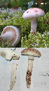  (Hygrophorus purpurascens - MQ22-HL0677-QFB35306)  @11 [ ] Copyright (2009) Herman Lambert Unspecified