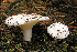  (Hygrophorus ponderatus - MQ23-HRL0175)  @11 [ ] copyright © (2008) Renee Lebeuf Unspecified