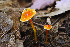  (Hygrocybe minutula - MQ23-HRL0452)  @11 [ ] copyright © (2010) Renee Lebeuf Unspecified