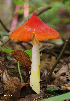  (Hygrocybe acutoconica - MQ23-HRL0490)  @11 [ ] copyright © (2010) Renee Lebeuf Unspecified