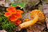  (Hygrocybe miniata - MQ22-HRL0720-QFB33149)  @11 [ ] Copyright (c)  Renee Lebeuf Unspecified