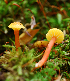  (Hygrocybe subminutula - MQ23-HRL0724)  @11 [ ] copyright © (2011) Renee Lebeuf Unspecified