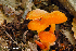  (Hygrocybe squamulosa - MQ22-HRL0960-QFB33157)  @11 [ ] Copyright (c)  Renee Lebeuf Unspecified