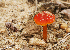  (Hygrocybe conicoides - MQ22-HRL0961-QFB33158)  @11 [ ] Copyright (c)  Renee Lebeuf Unspecified