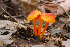  (Hygrocybe subpapillata - MQ23-HRL1267)  @11 [ ] copyright © (2012) Renee Lebeuf Unspecified