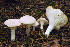 ( - MQ22-HRL1525)  @11 [ ] Copyright (2013) Renee Lebeuf Unspecified