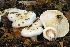  (Hygrophorus sordidus - MQ22-HRL1575)  @11 [ ] Copyright (2013) Renee Lebeuf Unspecified