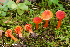  (Hygrocybe mucronella - MQ22-HRL1634-QFB33165)  @11 [ ] Copyright (c)  Renee Lebeuf Unspecified