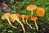  (Hygrocybe reidii - MQ22-HRL1737-QFB33166)  @11 [ ] Copyright (c)  Renee Lebeuf Unspecified