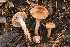  (Hygrophorus discoideus - MQ23-HRL2828)  @11 [ ] copyright © (2018) Renee Lebeuf Unspecified