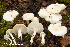  (Hygrophorus chrysodon - MQ23-HRL4100)  @11 [ ] copyright © (2022) Renee Lebeuf Unspecified