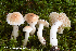  (Hygrophorus secretanii - MQ23-HRL4122)  @11 [ ] copyright © (2022) Renee Lebeuf Unspecified