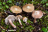  (Inocybe acriolens - MQ23-HRL2394)  @11 [ ] copyright © (2017) Renee Lebeuf Unspecified