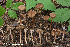  (Inocybe aff. calospora - MQ23-HRL3348)  @11 [ ] copyright © (2021) Renee Lebeuf Unspecified