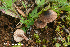  (Inocybe ericetorum - MQ23-HRL3802)  @11 [ ] copyright © (2022) Renee Lebeuf Unspecified