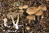  (Inocybe lavandulochlora - MQ23-HRL4027)  @11 [ ] copyright © (2022) Renee Lebeuf Unspecified