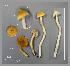  (Inocybe davisiana - MQ23-CMMF026340)  @11 [ ] by-nc (2013) Jacqueline Labrecque Unspecified