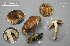  (Inocybe flocculosa - MQ23-CMMF026485)  @11 [ ] (by-nc) (2017) Jacqueline Labrecque Unspecified