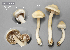  (Inocybe bellidiana - MQ23-CMMF026527)  @11 [ ] (by-nc) (2022) Jacqueline Labrecque Unspecified