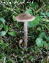  (Inocybe aff. mortenii - MQ23-CMMF026539)  @11 [ ] (by-nc) (2011) Patrick Poitras Unspecified