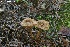  (Pholiota virescentifolia - MQ23-CMMF026550)  @11 [ ] (by-nc) (2020) Patrick Poitras Unspecified