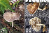  (Pluteus elaphinus - MQ18010)  @11 [ ] Copyright (2015) Guy Fortin Unspecified