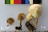  (Pluteus granulatus - MQ18024)  @11 [ ] Copyright (2016) Guy Fortin Unspecified