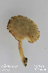  (Pluteus aff. plautus - MQ18025)  @11 [ ] Copyright (2016) Guy Fortin Unspecified