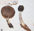  (Pluteus primus - MQ18026)  @11 [ ] Copyright (2015) Jacques Landry Mycoquebec