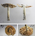  (Pluteus rangifer - MQ18030)  @11 [ ] Copyright (2016) Guy Fortin Unspecified