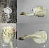  (Pluteus hongoi - MQ18035)  @11 [ ] Copyright (2017) Guy Fortin Unspecified