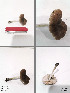  (Pluteus americanus - MQ18036)  @11 [ ] Copyright (2017) Guy Fortin Unspecified