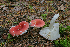  (Russula silvestris - MQ21-CMMF006467)  @11 [ ] by-nc-nd (2005) Raymond McNeil Universite de Montreal, Biodiversity Center