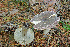  ( - MQ21-CMMF006470)  @11 [ ] by-nc-nd (2005) Raymond McNeil Universite de Montreal, Biodiversity Center