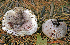  ( - MQ21-CMMF006621)  @11 [ ] by-nc-nd (2004) Raymond McNeil Universite de Montreal, Biodiversity Center