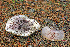  ( - MQ21-CMMF006621)  @11 [ ] by-nc-nd (2004) Raymond McNeil Universite de Montreal, Biodiversity Center