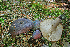  ( - MQ21-CMMF007131)  @11 [ ] by-nc-nd (2005) Raymond McNeil Universite de Montreal, Biodiversity Center