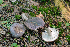  ( - MQ21-CMMF007188)  @11 [ ] by-nc-nd (2013) Raymond McNeil Universite de Montreal, Biodiversity Center