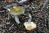  (Russula cf. olivina - MQ21-CMMF008347)  @11 [ ] by-nc-nd (2005) Raymond McNeil Universite de Montreal, Biodiversity Center