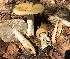  (Russula aff. grata - MQ22-CMMF024773-CG2108)  @11 [ ] Copyright (c) (2020) Chantal Gauthier Mycoquebec