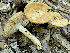  (Russula sp. 3 Ingratae - MQ22-CMMF024774-CG2109)  @11 [ ] Copyright (c) (2020) Chantal Gauthier Mycoquebec