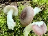  (Russula fragilis - MQ24-CG2569-CMMF27322)  @11 [ ] bc-nc (2022) Chantal Gauthier Unspecified