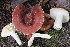  (Russula integra - MQ23-CMMF026291)  @11 [ ] Unspecified (default): All Rights Reserved (2018) Joseph Nuzzolese (by-nc)