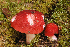  (Russula aff._olivacea-2 - MQ20-HRL1193-QFB32701)  @11 [ ] Copyright (2012) Renee Lebeuf Unspecified