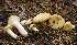  (Russula cf. pallescens - MQ20-HRL1524-QFB32702)  @11 [ ] Copyright (2013) Renee Lebeuf Unspecified