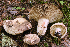  (Russula dissimulans - MQ20-HRL2977-QFB32715)  @11 [ ] Copyright (2019) Renee Lebeuf Unspecified