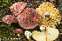  (Russula aff._olivacea-3 - MQ21-HRL3170-QFB32838)  @11 [ ] Copyright (c) (2020) Renee Lebeuf Mycoquebec